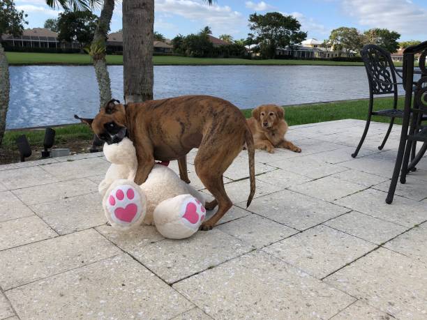 o cão ama o urso de peluche - hump - fotografias e filmes do acervo