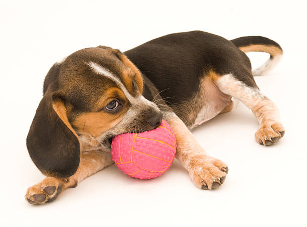 istock Beagle Puppy Chewing on Rubber ball 119229510