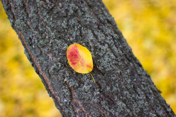 The tree is very old, and most of the leaves are seen fallen around its base in early winter.