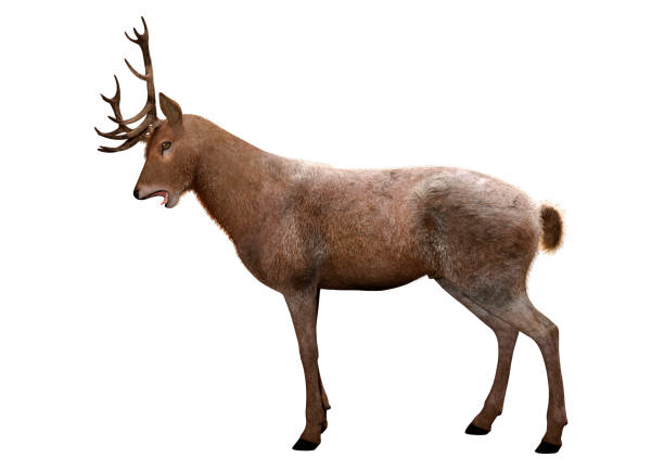 istock 3D illustration male deer on white 1192296389