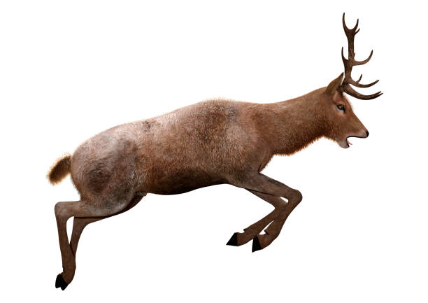 istock 3D illustration male deer on white 1192296393