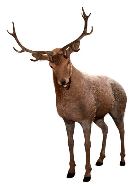 istock 3D illustration male deer on white 1192296925
