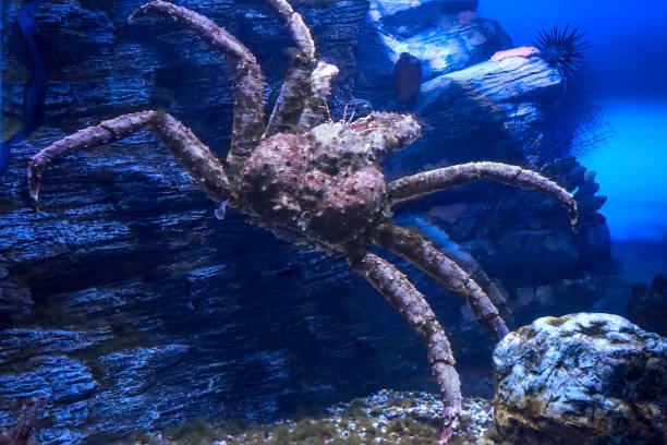 The japan spider king crab or alaska king crab at kaiyukan aquarium , Osaka ,Japan