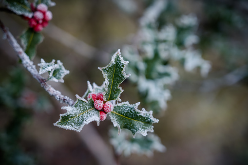 Christmas holly red berry festive snowy frost