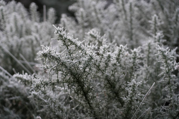 Frosty Christmas foliage and berries