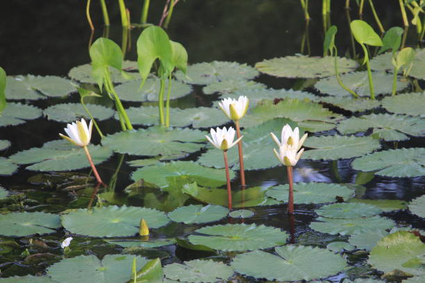istock A scenic of lotuses 1192297621