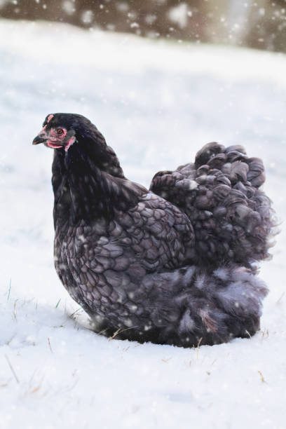 café azul de rango libre o gallina pekin - cochin gallina fotografías e imágenes de stock