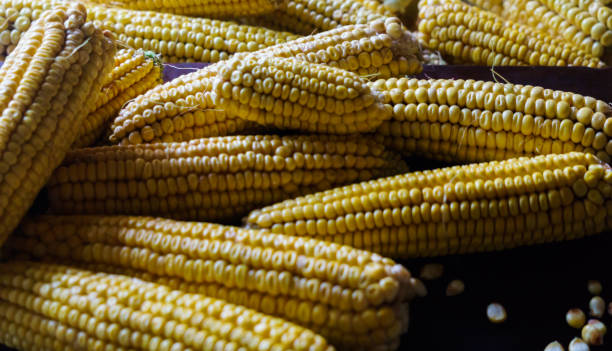 istock Yellow ears of corn against a dark background. 1192297809