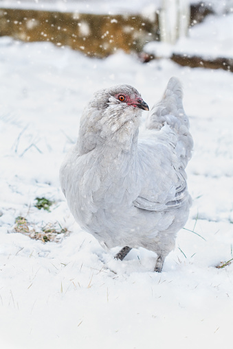 Free range, cage free purebred true Lavender (Self Blue) Ameraucana or Lavender Araucana hen walking in the yard during a snow storm. Selective focus on chooks face with blurred background.
