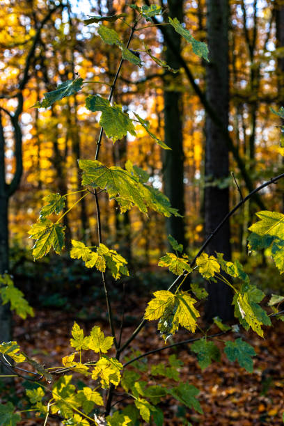 istock yellow brown autumn leaves 1192298811