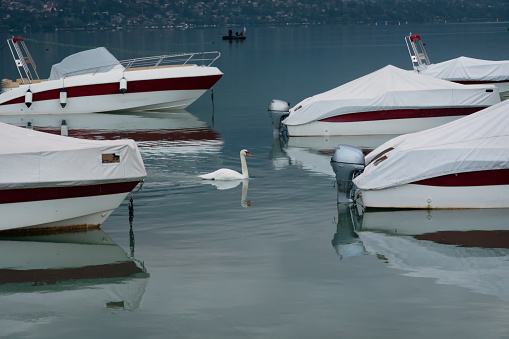 A white swan swims between white boats in the morning on the smooth surface of the lake. A boat with fishermen is visible in the distance. There are reflections in the water.
