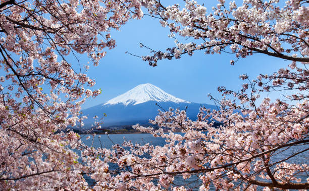 istock Beautiful cherry blossoms with Mount Fuji 1192299190
