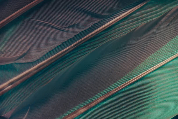 istock Close up Beautiful Aqua Menthe Bird feather background texture. Macro photography view. 1192299236