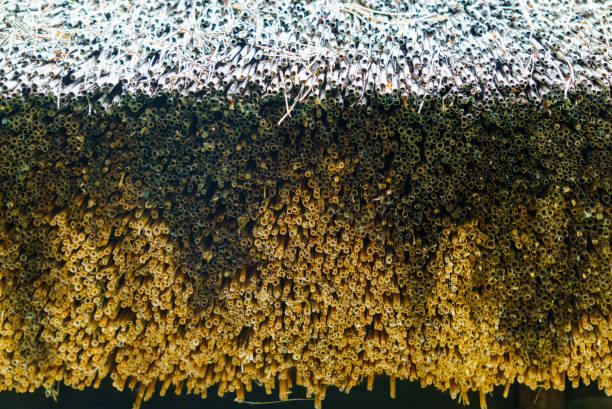 istock Sample made of an old thatched roof. 1192300030