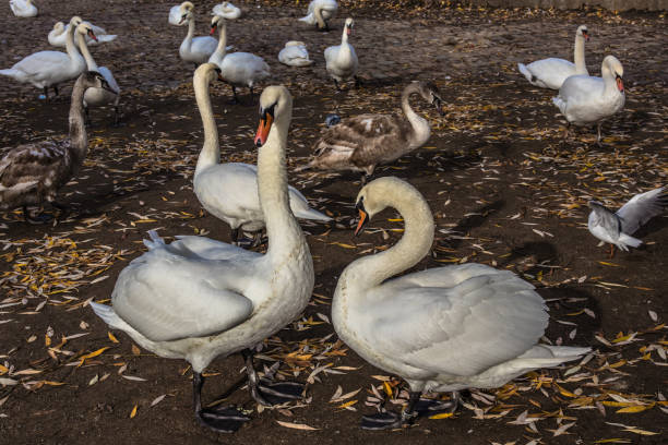 istock Ducks and swans swim in the Vltava river 1192300168