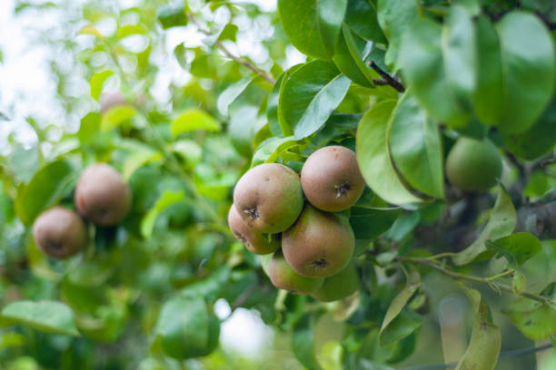 istock Apple tree with a lot of apples 1192300431