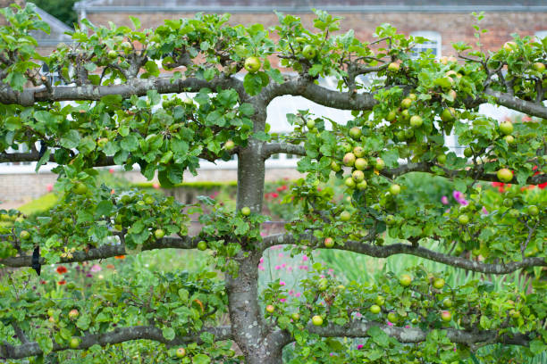 istock Apple tree with a lot of apples 1192300441