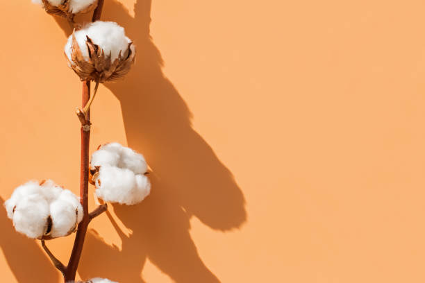 istock Cotton plant branch with buds on yellow background with copy space 1192301072