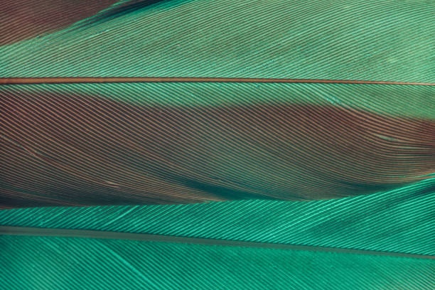 istock Close up Beautiful  Bird feather background texture. Macro photography view. 1192301260