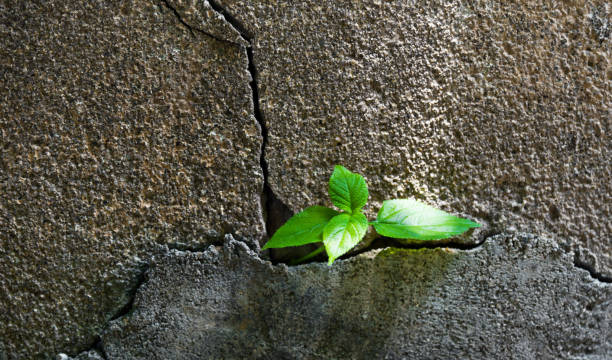istock Plant growing in a crack of concrete wall 1192301268