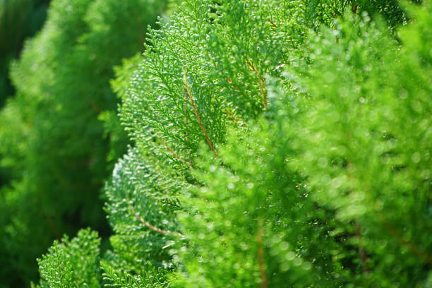 istock Closed up pine tree image freshness of green color in spring time 1192301605