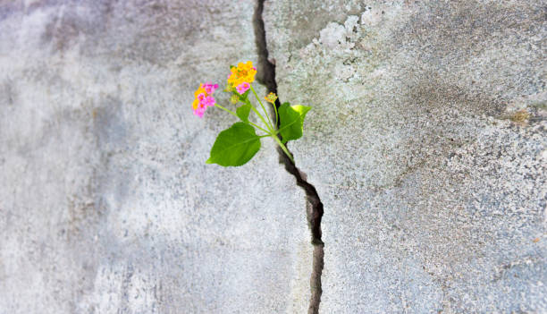 Plant growing in a crack of concrete wall Plant growing in a crack of concrete wall. light at the end of the tunnel stock pictures, royalty-free photos & images