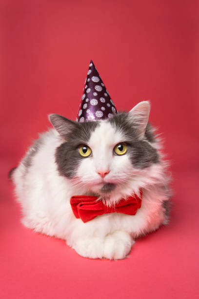 istock Cat Dressed in Bow Tie and Party Hat 1192301771