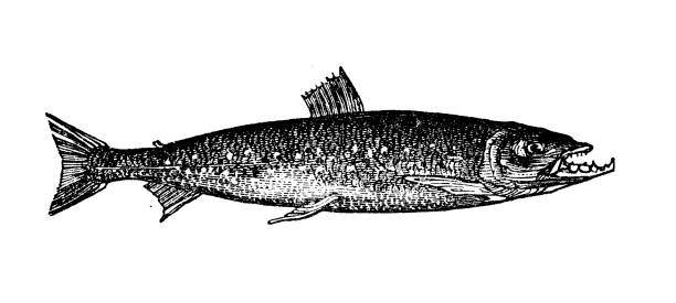 istock Antique sea animals engraving illustration: Salmo Rossii 1192302694