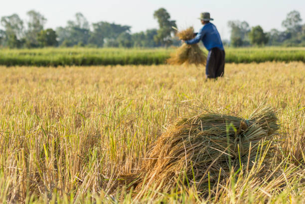 istock Farmers harvesting rice 1192302699