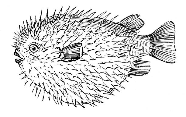 illustrazioni stock, clip art, cartoni animati e icone di tendenza di illustrazione di incisione di animali marini antichi: porcupinefish, diodontidae - porcupinefish