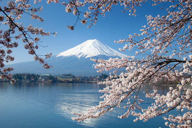 istock Beautiful cherry blossoms with Mount Fuji 1192304274