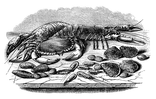 Antique sea animals engraving illustration: Crustaceans and Oysters