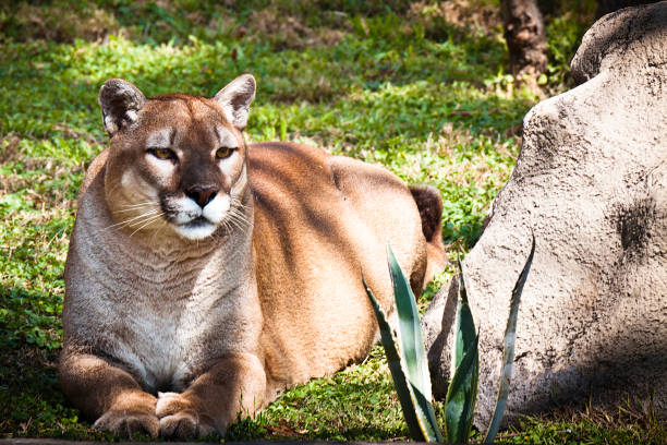 istock Big cougar at the zoo 1192305227
