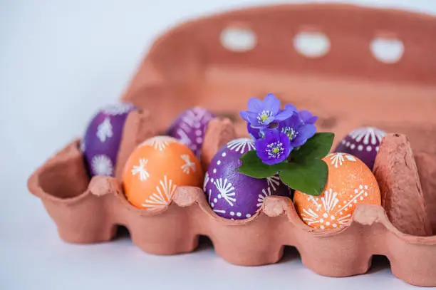 Photo of Orange and purple Easter eggs with purple snowdrops hepatics in egg box on white background.