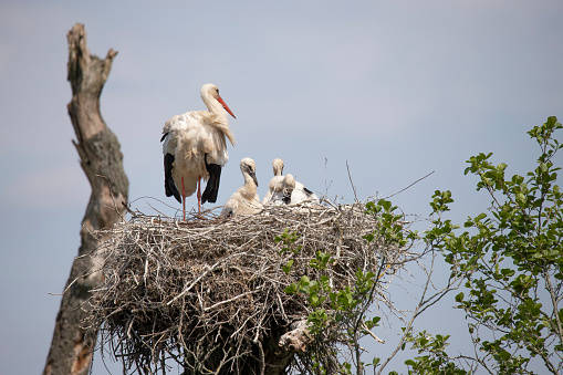 A Stork with chicks on a nest