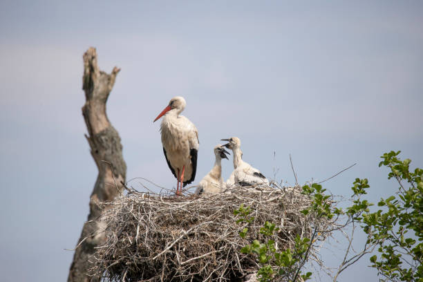 istock Stork on nest, Ciconia ciconia 1192305568