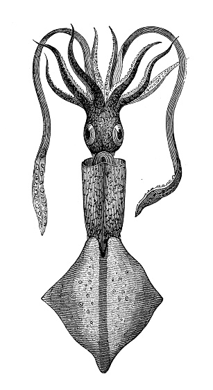 Antique sea animals engraving illustration: Squid