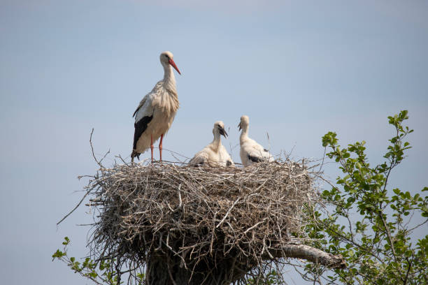 istock Stork on nest, Ciconia ciconia 1192305717