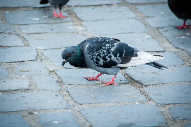 istock Pigeon eating in the park 1192307083