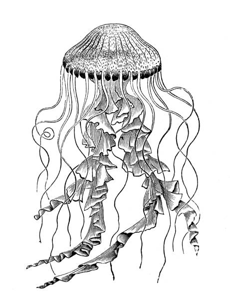 illustrations, cliparts, dessins animés et icônes de animaux marins antiques graver l'illustration : chrysaora hysoscella, méduse de boussole - jellyfish cnidarian illustration and painting engraved image
