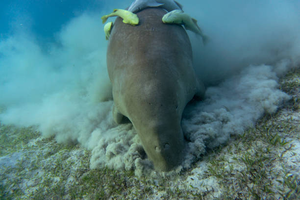 istock Dugong (sea cow) eating sea grass at the bottom. 1192308084