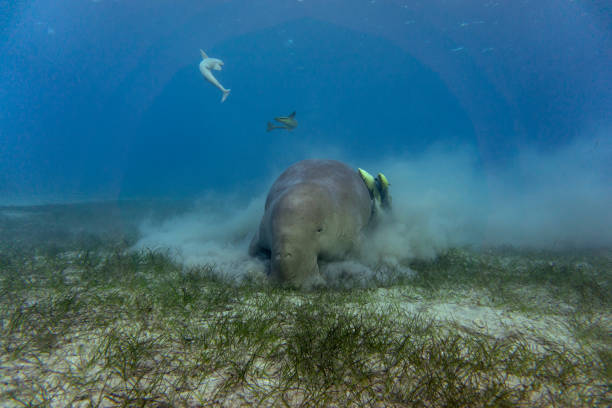 Dugong (sea cow) eating sea grass at the bottom.