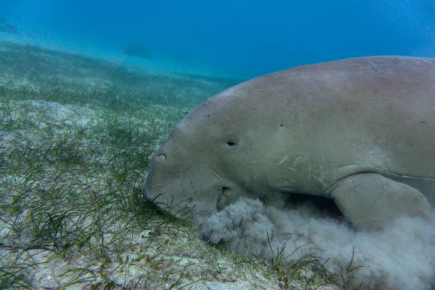 istock Dugong (sea cow) eating sea grass at the bottom. 1192308160