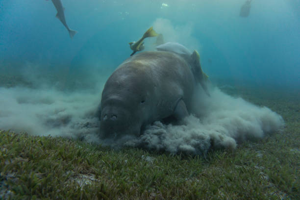 istock Dugong (sea cow) eating sea grass at the bottom. 1192308187