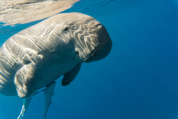 istock Dugong (sea cow) swimming in the Sea. 1192308227