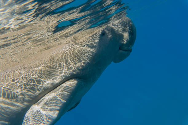 istock Dugong (sea cow) swimming in the Sea. 1192308236
