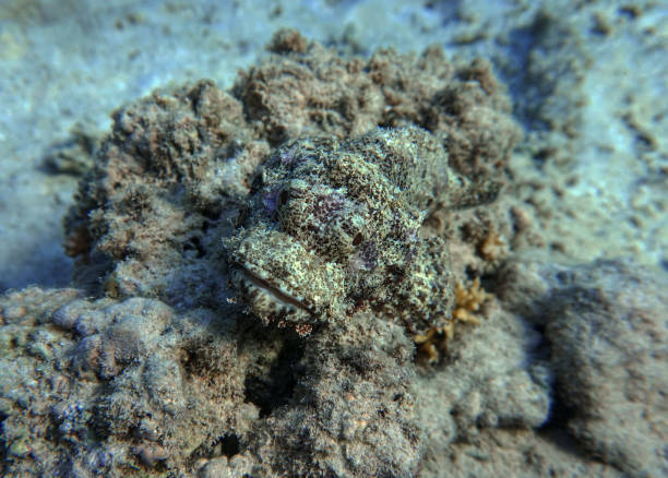 istock Scorpaenopsis oxycephala,Tassled scorpionfish. 1192308316