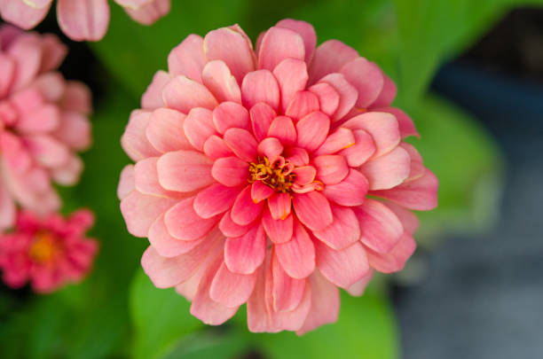 istock Pink zinnia flower 1192309386