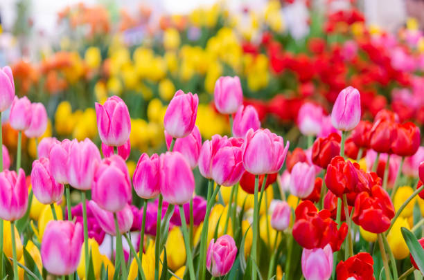 istock Pink and red tulips 1192309635