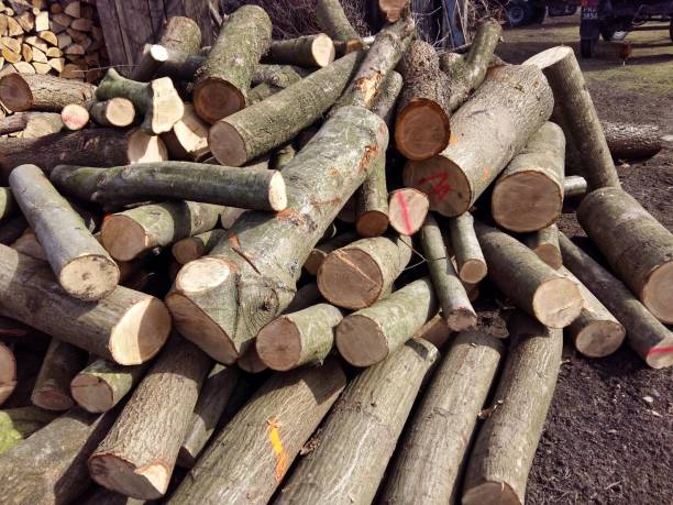 istock cut stacked tree prepared to winter 1192309654